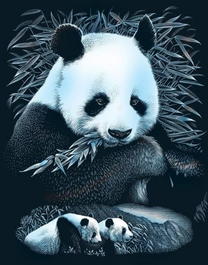 pandy