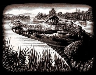 Škrabacie obrázok - Krokodíl