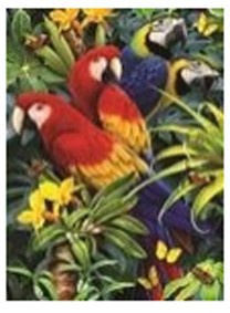 Maľovanie podľa čísel - Papagáje