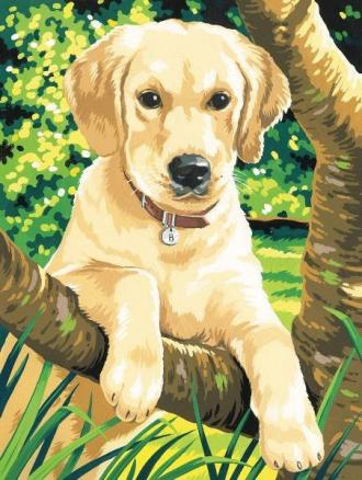 Maľovanie podľa čísel - Labrador