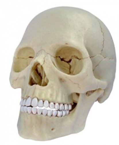 Anatómia človeka - lebka